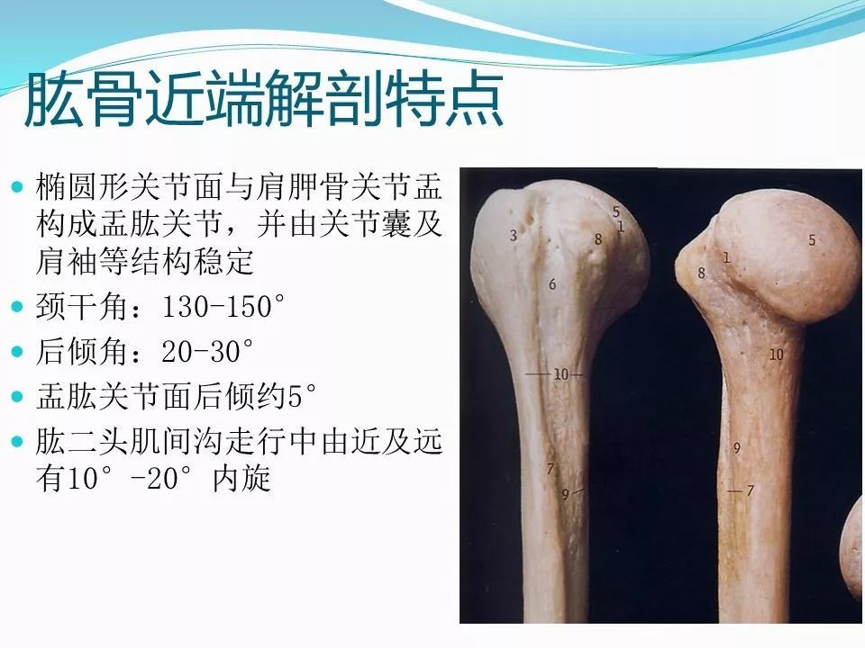 分享肱骨近端的解剖特点