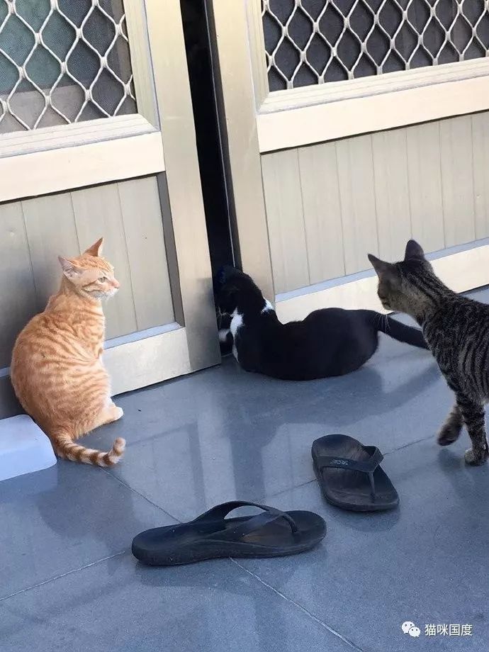 看奶牛猫进门的动作,就知道这猫咪不简单啊.