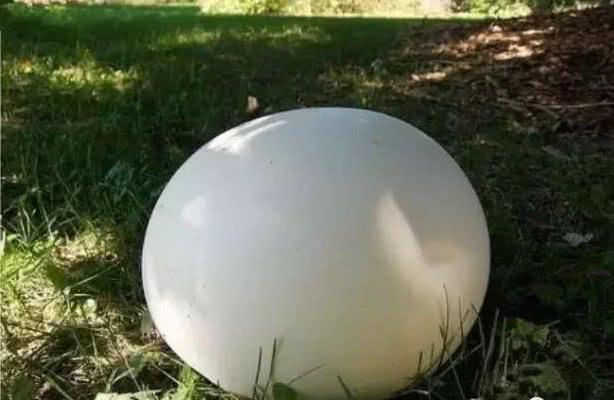 蘑菇|金针菇|菌类