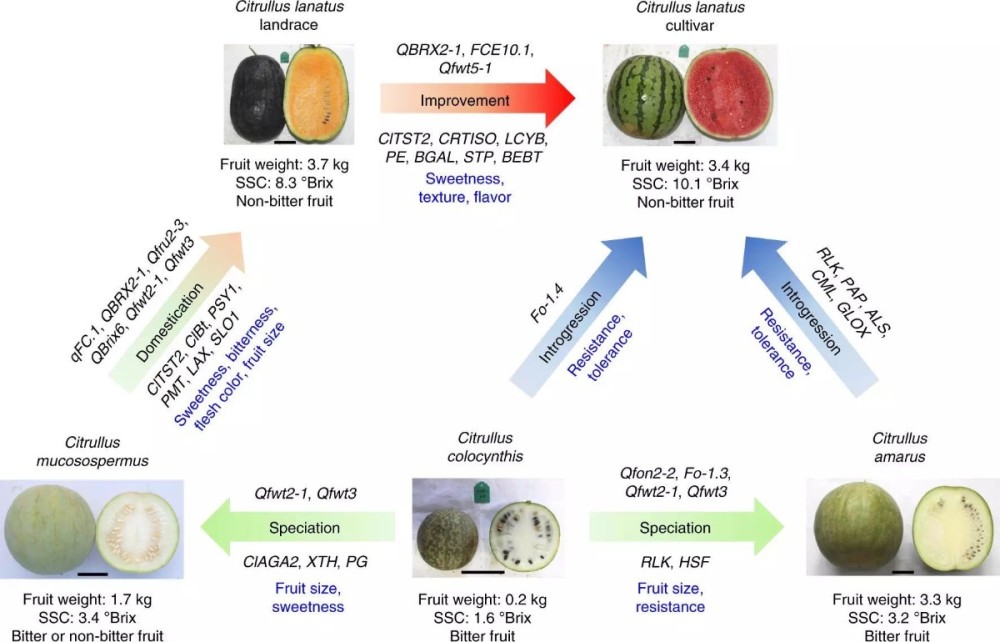 首次揭示西瓜果实进化分子机制中国西瓜大王登上自然杂志
