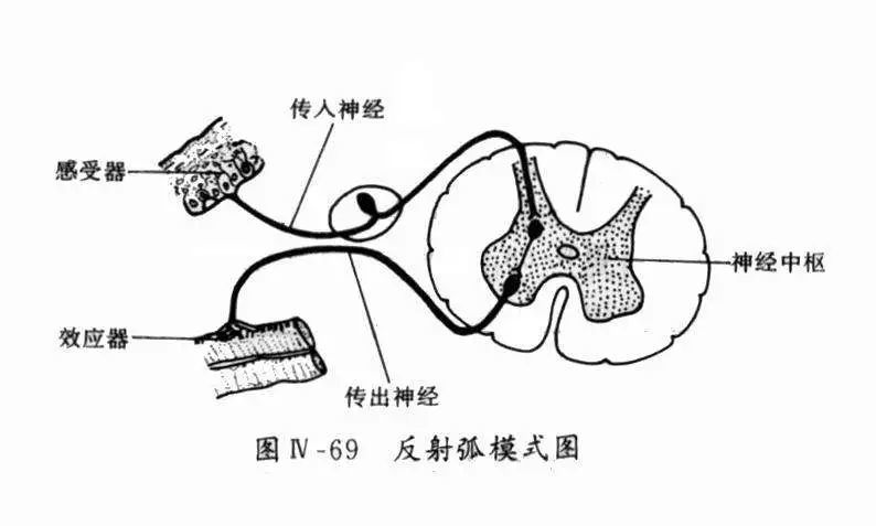 膝跳反射的神经中枢是低级神经中枢,位于脊髓的灰质内.