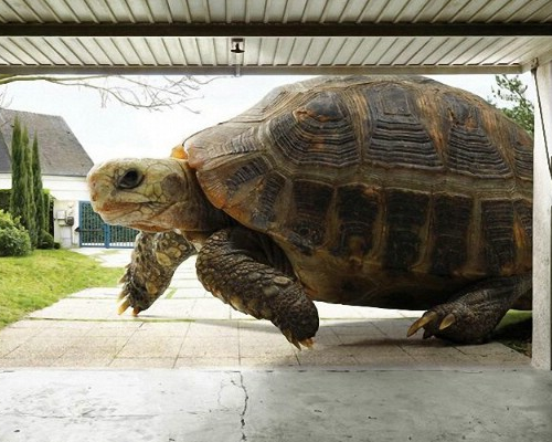 心理学测试:你最能接受的是养哪只巨型宠物?测你第六感多准