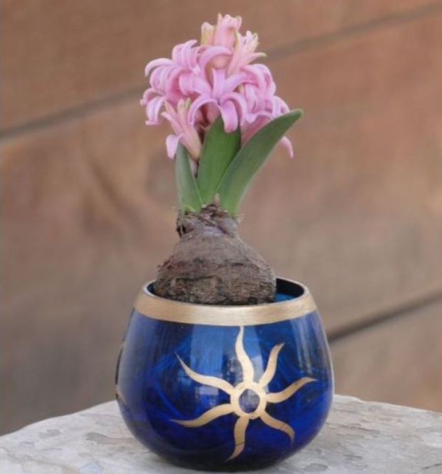 买几个风信子的球茎 准备一个水培容器 添加一点清水就能养开花 水培 球茎 风信子