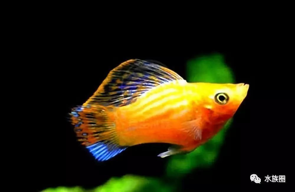 新手适合养什么鱼 新手选鱼搭配混养方法和原则 腾讯新闻