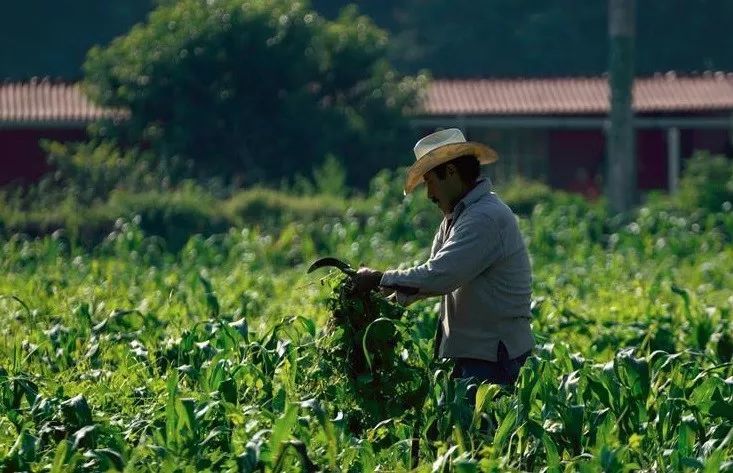 能将巴格达迪逼上绝路的美国,却为何剿灭不了