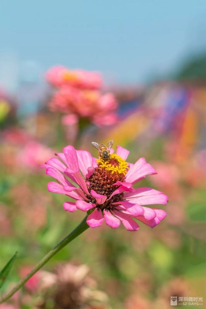 200 浪漫花海 最美教堂 网红公园 羡慕住宝安的人 腾讯新闻