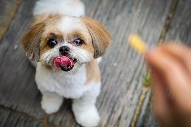 短鼻犬容易有呼吸问题 想养好法斗等狗狗 主人要注意这4个问题 腾讯新闻