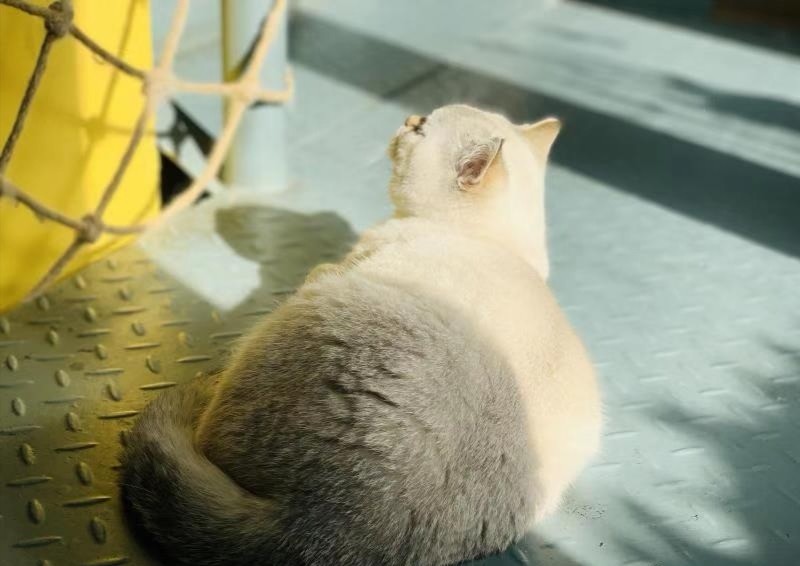 猫黄疸!一定要千万小心,别因为一时疏忽把喵主