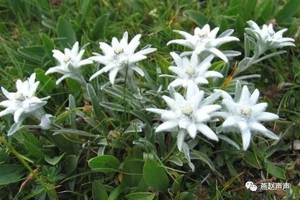 虎头蜂什么季节最旺 虎头蜂什么季节最旺盛