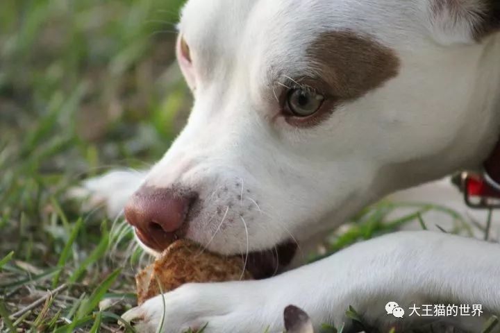 秋冬交替氣溫忽冷忽熱狗狗突然沒有胃口怎麼辦