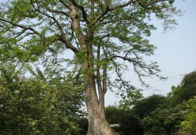 这种树比砒霜还毒, 毒性不亚于五步蛇, 名字在中国很"霸气"