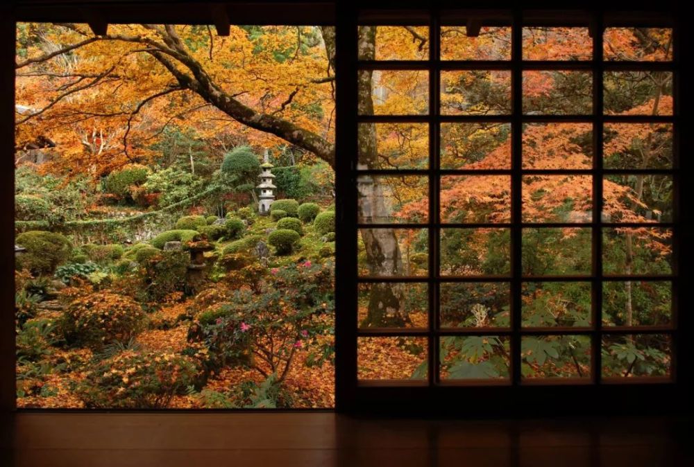 11月 去京都赏红叶 腾讯新闻