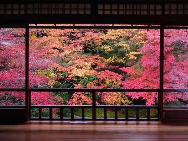 11月 去京都赏红叶 腾讯新闻