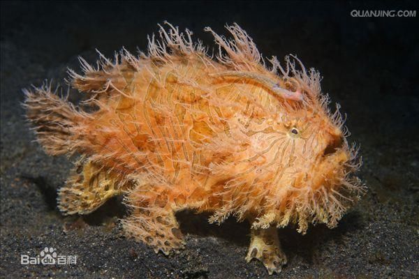 海中蛤蟆——鮟鱇