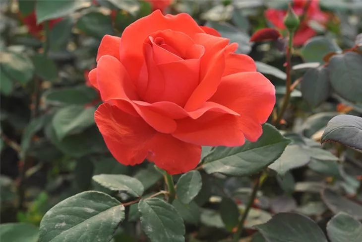 每日一花 |"绯扇"月季:花色朱红,花高心卷边