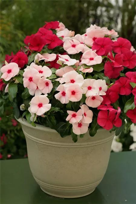 长春花蟹爪兰春夏秋露养冬季入室 开得缤纷灿烂 腾讯新闻