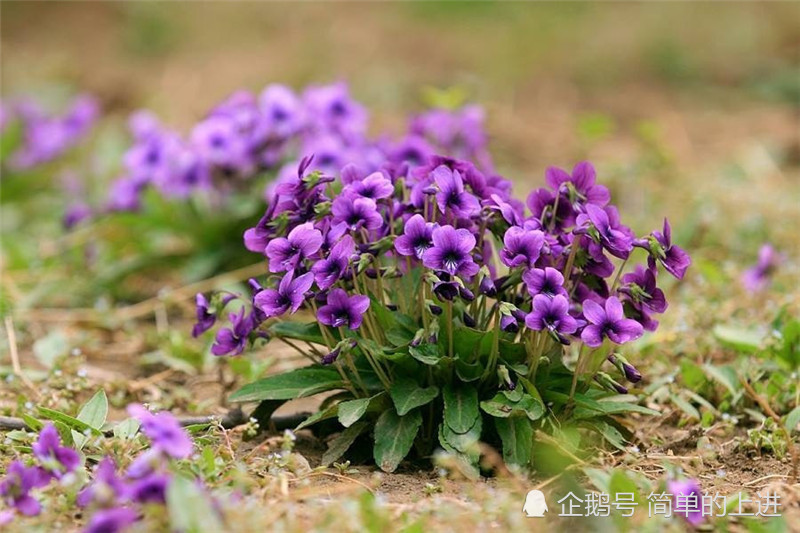 花可以和兰花媲美的苦地丁 果实和黄瓜味相似 却是中药 腾讯新闻