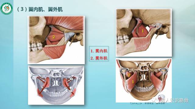 眼輪匝肌收縮閉合眼裂(閉眼),口輪匝肌收縮閉合口裂(閉口).