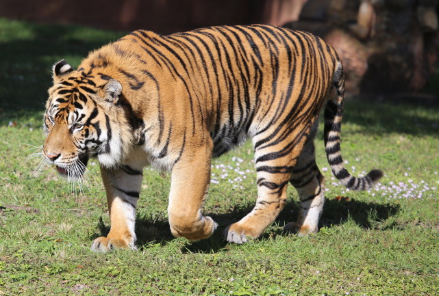 浅谈陆生哺乳动物的三种行走类型:趾行,跖行和蹄行,各有优缺点