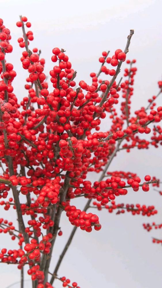 北美冬青 我很贵是有道理的 腾讯新闻