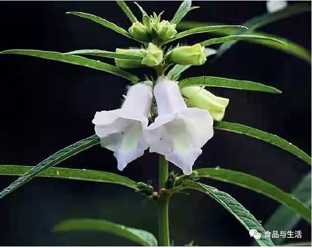 芝麻開花節節高