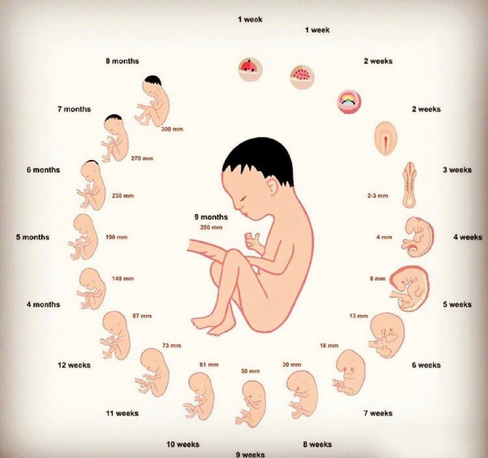 胎儿从小小的受精卵到足月健康出生的宝宝需要经历太多的发育变