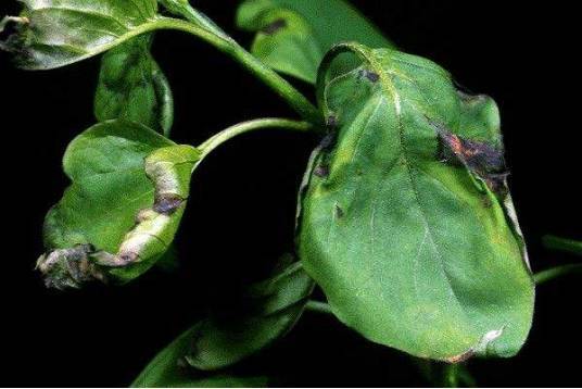 植保《果树病害图谱精选》《最难打的8种虫子,用好这些配方,药到虫死