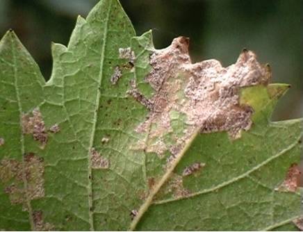 植保《果树病害图谱精选》《最难打的8种虫子,用好这些配方,药到虫死