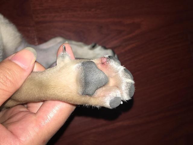 狗狗散步回家擦脚是好事 但要注意吹干毛发 否则易患趾间炎 腾讯新闻