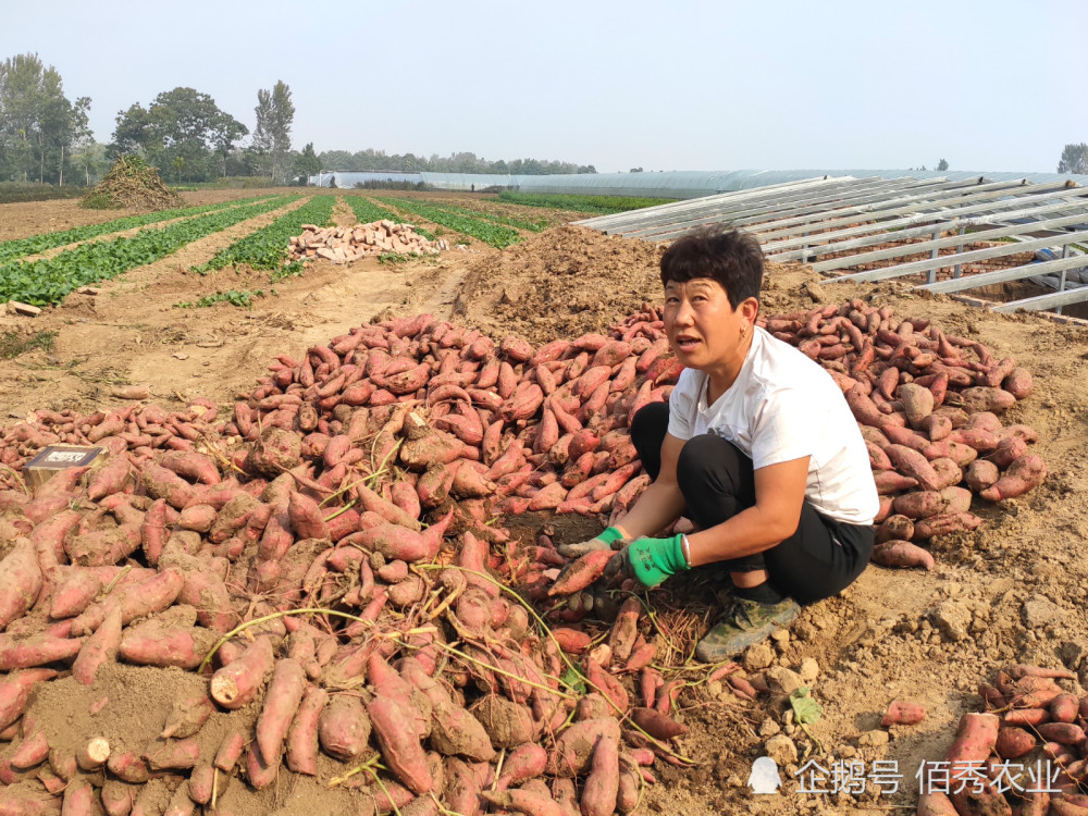 曾是农村主粮 今受城里人热宠 农民采取一妙法 多赚元 腾讯新闻