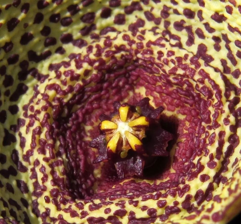 开花之前以为豹皮花是仙人掌植物,没想到是萝摩科的,花朵特奇特