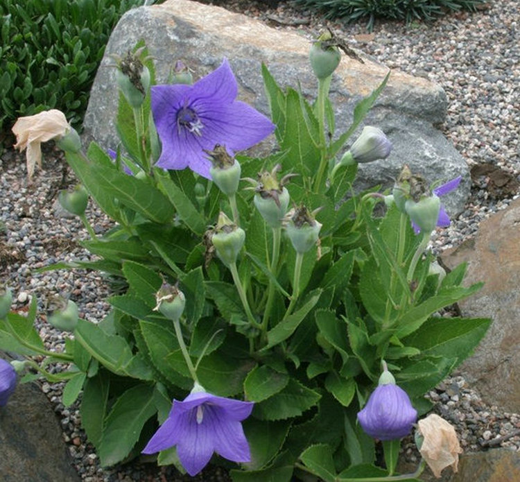 桔梗和山胡萝卜如何来区别