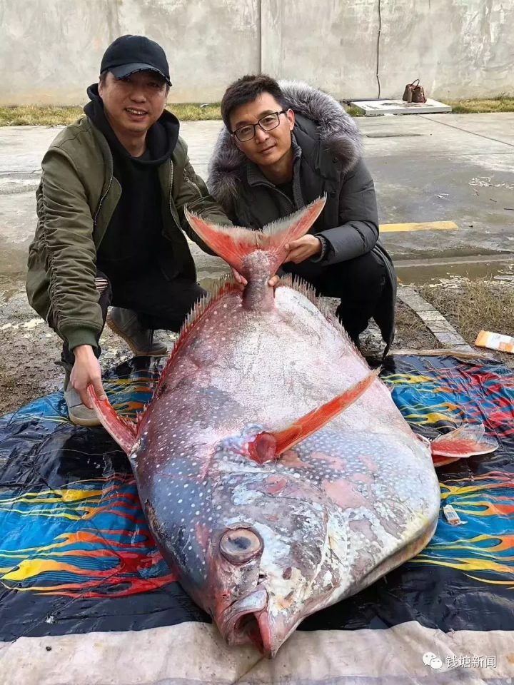 月亮鱼,蓝鳍金枪鱼,龙虾王,魔鬼鱼…近年来,浙江的渔老大们在东海里