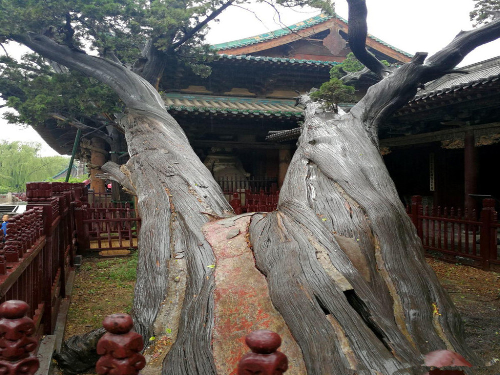 走进国内最早的皇家园林见证三千年树龄的周柏