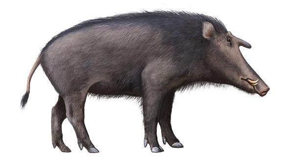 猪的祖先们从哪里来?