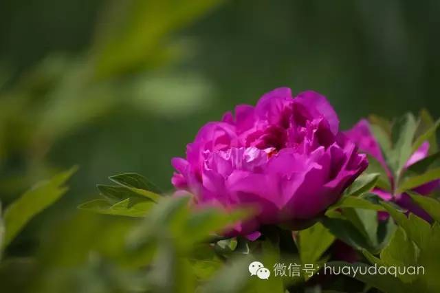 牡丹的花语是什么 牡丹的花语和象征意义 牡丹 白牡丹 芍药