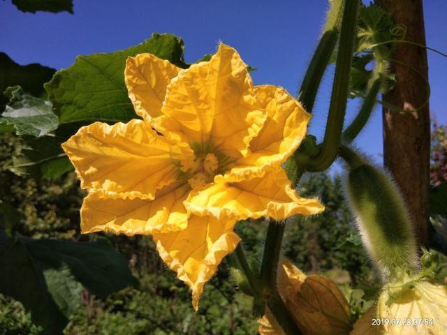 在阳台种点蔬菜吧 赏花吃菜两不误 太实惠了 腾讯新闻