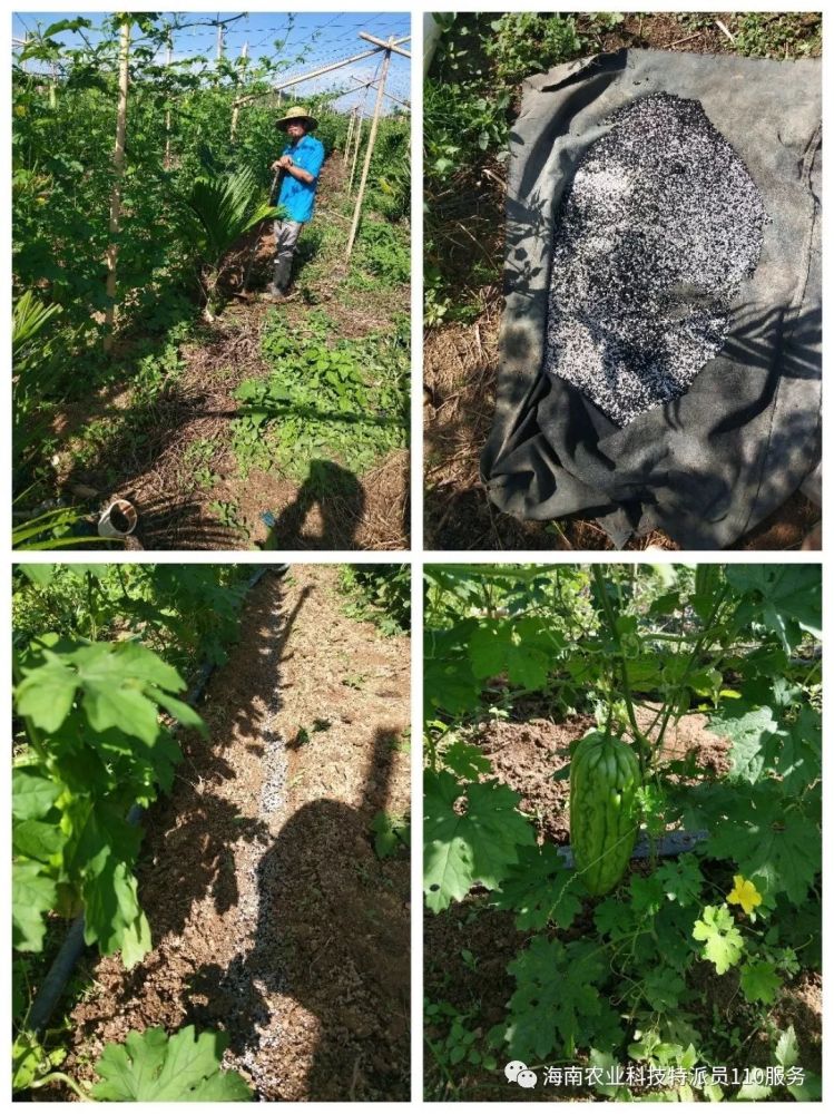 三亚南繁科技特派员深入乐东乡村指导农户种植 腾讯新闻