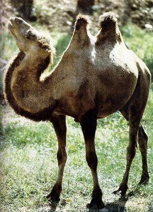 罗布泊沙漠里的神兽——野骆驼