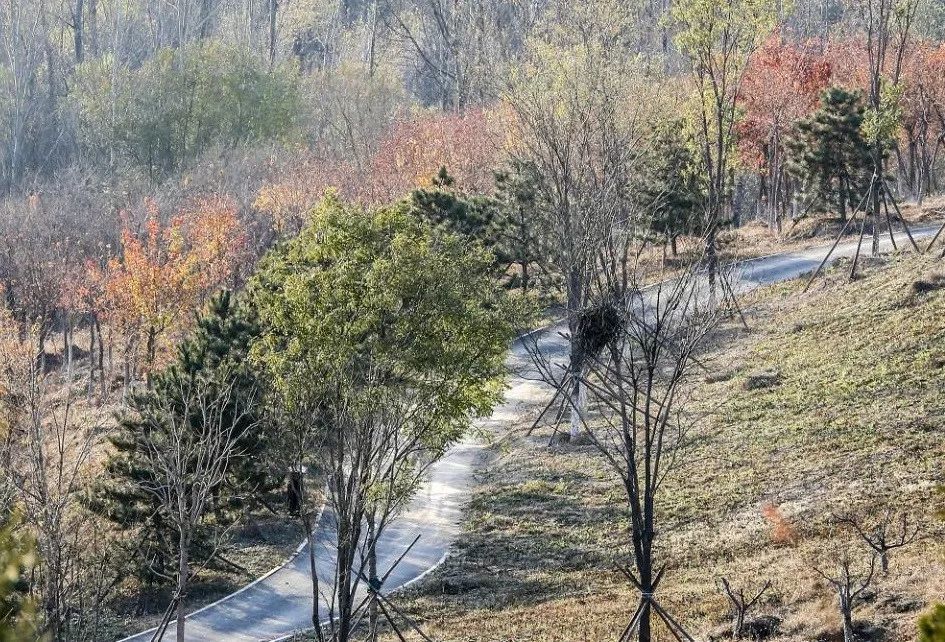 房山这座丘陵森林公园面积约34500亩风景美还免费