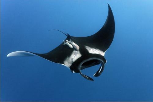 包括日本蝠鲼,姬蝠鲼,长尾蝠鲼,褐背蝠鲼,印度蝠鲼,芒基蝠鲼,短尾蝠鲼