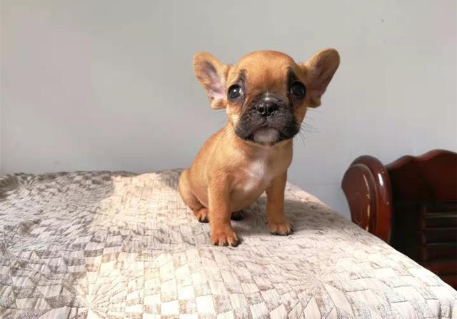 狗宝出生后该如何喂水 主人应了解爱犬体质 饮水宜多不宜少 腾讯新闻