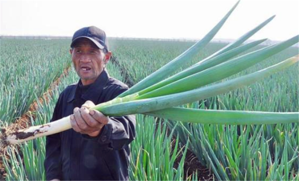 大葱在收获之后究竟还有没有必要浇水呢?