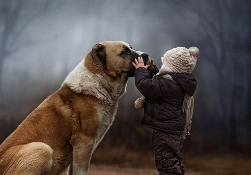狗狗日常常见问题 狗狗掉毛怎么办 看一下原因吧 腾讯新闻