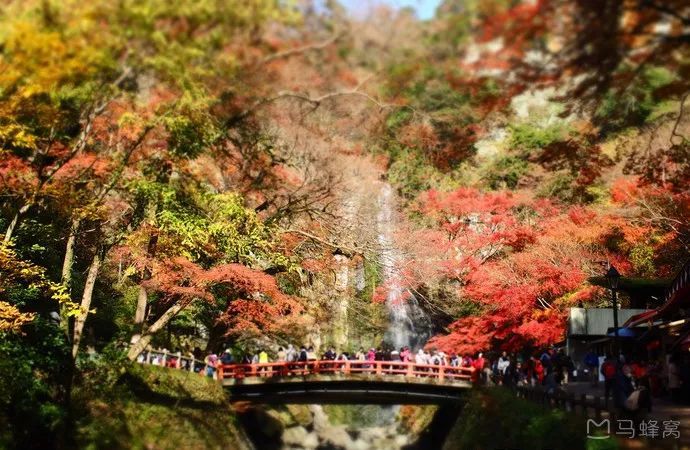 日本的枫叶季可以美成这样 又一 望红 景点 快来打卡 腾讯新闻