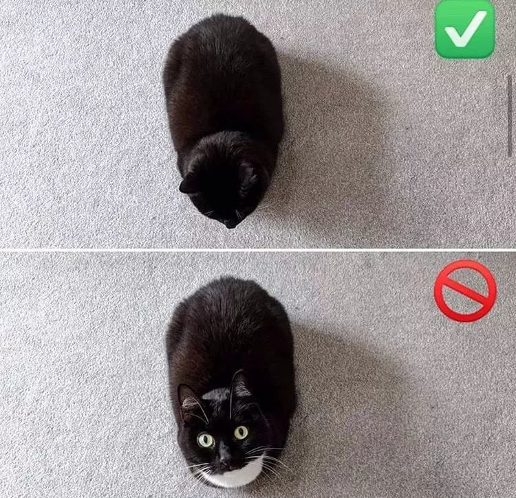 永远都是一副惊恐表情的网红猫 到底对猫生有多震惊 腾讯新闻