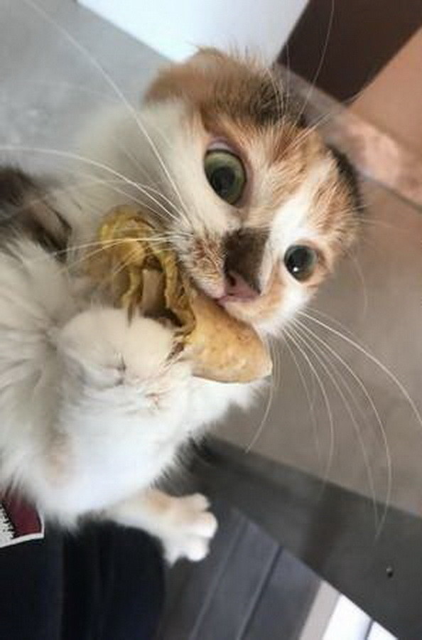 三花猫咪化身美食大盗 叼起食物就开始跑 连贡丸汤都能忍热下手 腾讯新闻