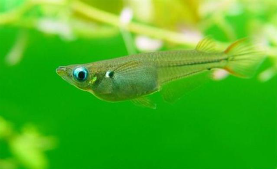 这种鱼被叫"贪吃鱼",味道鲜美,口感好,半天就能钓几十斤