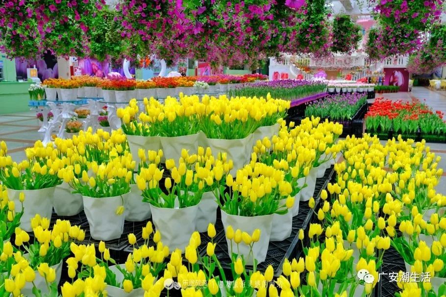 首届中国郁金香花博秀 大片郁金香花海美哭你 腾讯新闻