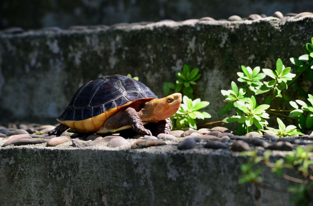 乌龟的生长离不开光照，一个合适的晒背灯，能让你的爱龟更健康